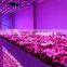 Hot Selling led battery powered grow lights adjustable,timer,controllable