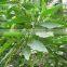 Vasaka Leaf