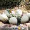 KAWAH China Supplier Customized Popular Hatching Dinosaur Egg