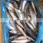 whole round sea frozen mackerel fish frozen pacific mackerel fish price