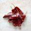 india dry red chilli