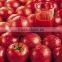 Jiangxi Bailin factory supply lower price and high quality canned tomato paste