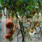Economical Solar AgriculturalGreenhouse For Vegetables