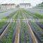 PE Agricultural black plastic perforated mulch film with holes for strawberry