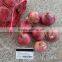 Fresh red/yellow onion high quality from China