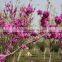 2016 Chinese Redbud Seeds Judas Tree Seeds For Planting