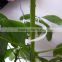 105mmL Gardening Plant Clip Kiwi Clip