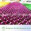Colors Decorative Metal Curtains Mesh/chain Link Curtains