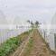 Cheap hoops for greenhouse