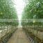 Glass Greenhouse-1