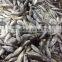 300-500g Seafrozen Bonito fish Auxis Thazard