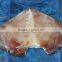 natural good quality and best price frozen giant Peru squid wing