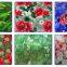 Wooden/ Pattern Printed Design Prepainted Steel Coils