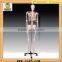 High Quality Medical Human Skeleton Teaching Model