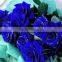Single fresh blue rose plant for wholesale