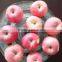 top fresh Fuji apple for indian delicious fuji apple