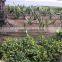 mosaic column emitter type drip irrigation pipe making machine