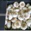 Egyptian fresh garlic (Red, White) for export