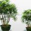Natural plant Rhapis gracilis