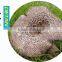 Wild Sarcodon Aspratus/ Sarcodon Aspratus Mushroom