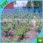 new HDPE garden anti bird netting/fruit protection net protection netting/cherry orhard anti bird protection net