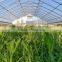 Low cost single-span greenhouse film hoops