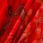 korea colourful flat embroidery lace fabric