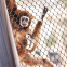 316/304 Zoo Wire Mesh Fence Stainless Steel Rope Mesh