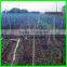 Ultra Fine Insect Netting Garden Crop Veg Protection