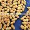 Delicious roasted peanuts in shell for sale