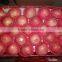 Yantai Fresh Fuji Apple Gala Full Red Apple