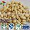 new crop high quality blanched peanuts