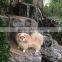garden decorations furry dog real taxidermy