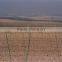 cost effective profitable Fiberglass vineyard stake