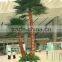 SJ12001117 Indoor palm tree plant/outdoor green palm plants/fan palm plant