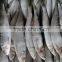 Best Price Frozen Sardine Bait