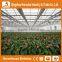 Heracles Versatile Multi Span Poly Film Greenhouse for Hydroponic Growing Systems of NFT And Soilless Systems