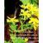 St. John's wort Extract