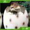 KAWAH Animatronic Dinosaur Egg Lifelike Growing Fiberglass Dinosaur Egg For Sale