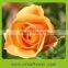 Fragrant aroma classical high quality fresh flower rose from kunming