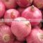 Fresh red shallot ,Fresh onion shallot,Exporter of onion