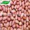 New Crop Peanut Kernel