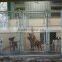 High Quality New Design Galvanized Outdoor Chain Link Dog Kennel Large Dog Fence