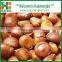 Hot Selling fresh chestnuts - Organic and best Chinese chestnuts