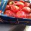 4.5 kg carton box Packing of Fresh Pomegranates from Egypt