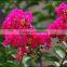 High Sprouting Rate Heirloom Lagerstroemia Crape Seeds In Bulk