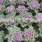 Cold resistant pink and green lolor kale seeds