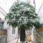 SJ20171526 Hot Sale Artificial Japanese Money Tree and Plant for uv Anti