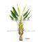 bonsai plant ficus tree indoor GNW G41