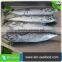 Hot Selling Without Faure Marin Frozen Bonito For Cannery Factory